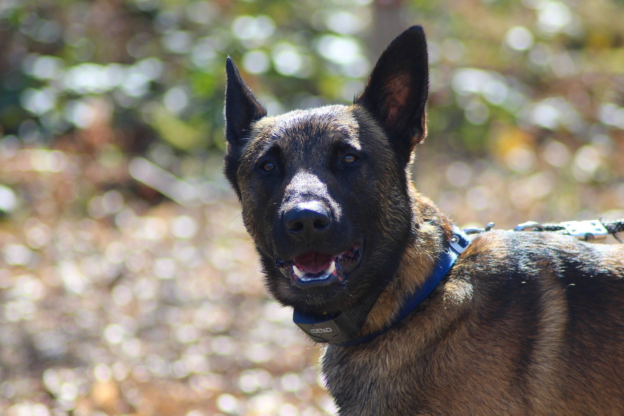 Marcus participe au concours pour gagner de l'argent avec cette photo : canidae, carnivore, collar, companion_dog, dog, dog_breed, eye, fur, grass, herding_dog, king_shepherd, non_sporting_group, plant, snout, sporting_group, terrestrial_animal, whiskers, working_animal, working_dog