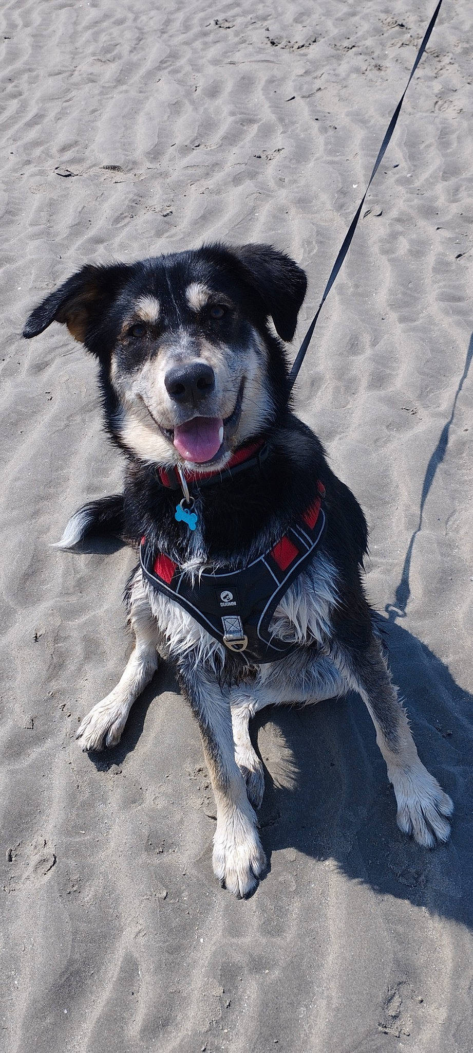 Taïko participe au concours pour gagner de l'argent avec cette photo : adventure, canidae, carnivore, collar, companion_dog, dog, dog_breed, dog_clothes, dog_collar, dog_supply, fashion_accessory, fur, leash, paw, pet_supply, snout, sporting_group, tail, winter, working_animal