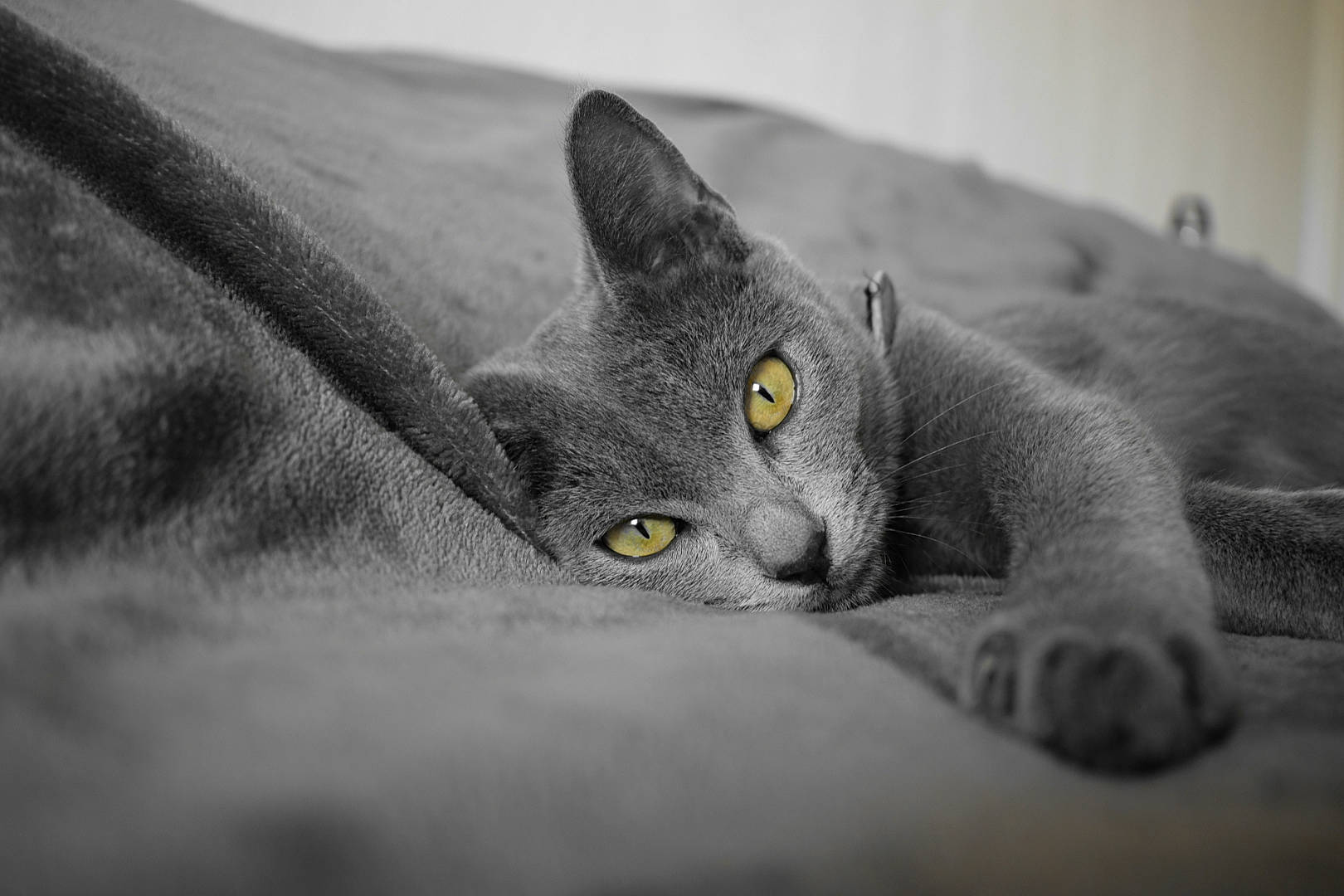 Pablo participe au concours pour gagner de l'argent avec cette photo : asian, black, black_and_white, british_shorthair, carnivore, cat, chartreux, domestic_short_haired_cat, eye, felidae, korat, mammal, russian_blue, small_to_medium_sized_cats, snout, vertebrate, whiskers