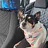all_day_text, animal, black_white_tan, car, car_interior, clothing, cute, dog, indoors, pet, portrait, road_trip, seat, seated, serious_expression, shirt, small_dog, striped_shirt, upright_ears, vehicle