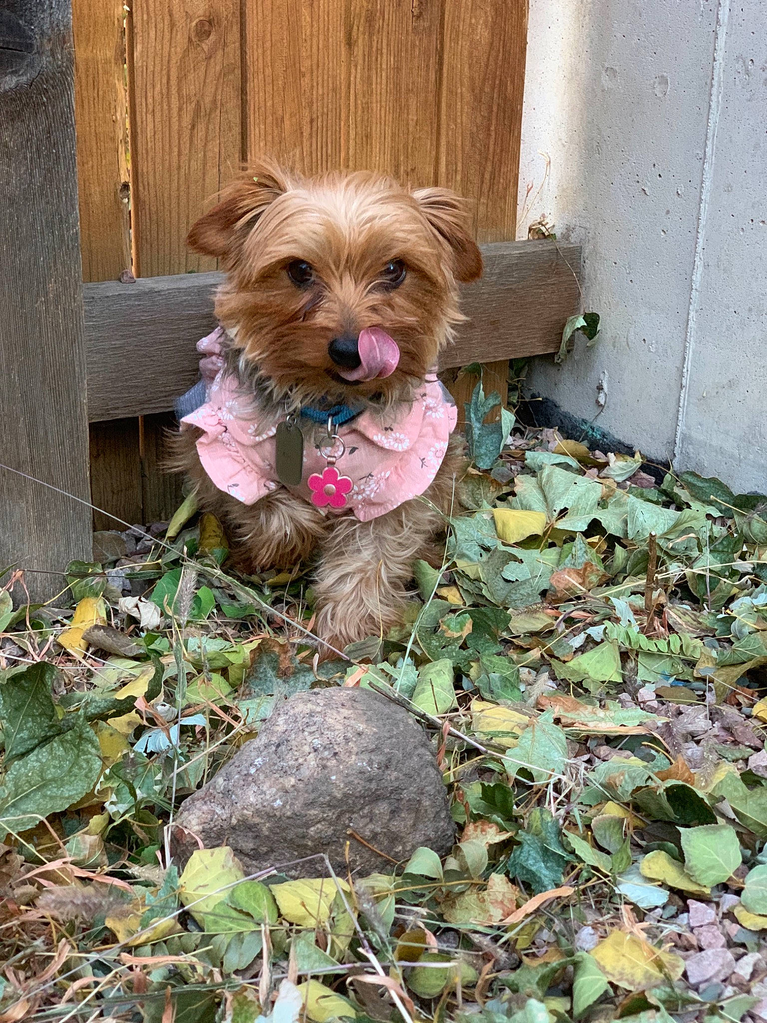 Lexi Rose joined the competition — help win amazing prizes! cairn_terrier, canidae, carnivore, companion_dog, dog, dog_breed, mammal, morkie, norfolk_terrier, norwich_terrier, puppy, rare_breed_dog, schnoodle, small_terrier, sporting_group, sporting_lucas_terrier, terrier, vertebrate, yorkipoo, yorkshire_terrier