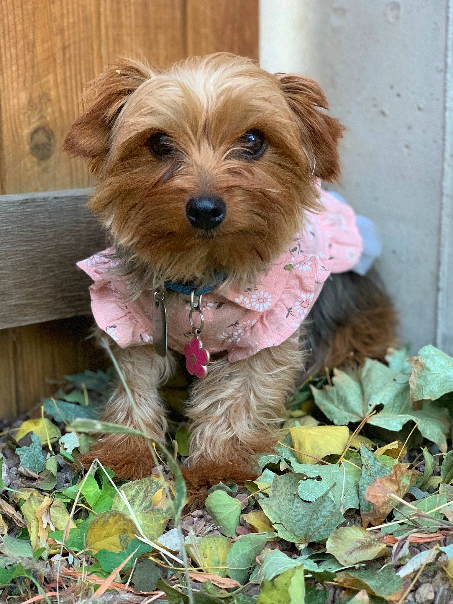 Lexi Rose joined the competition — help win amazing prizes! canidae, carnivore, companion_dog, dog, dog_breed, dutch_smoushond, mammal, morkie, norfolk_terrier, poodle_crossbreed, puppy, rare_breed_dog, schnoodle, small_terrier, sporting_group, sporting_lucas_terrier, terrier, vertebrate, yorkipoo, yorkshire_terrier