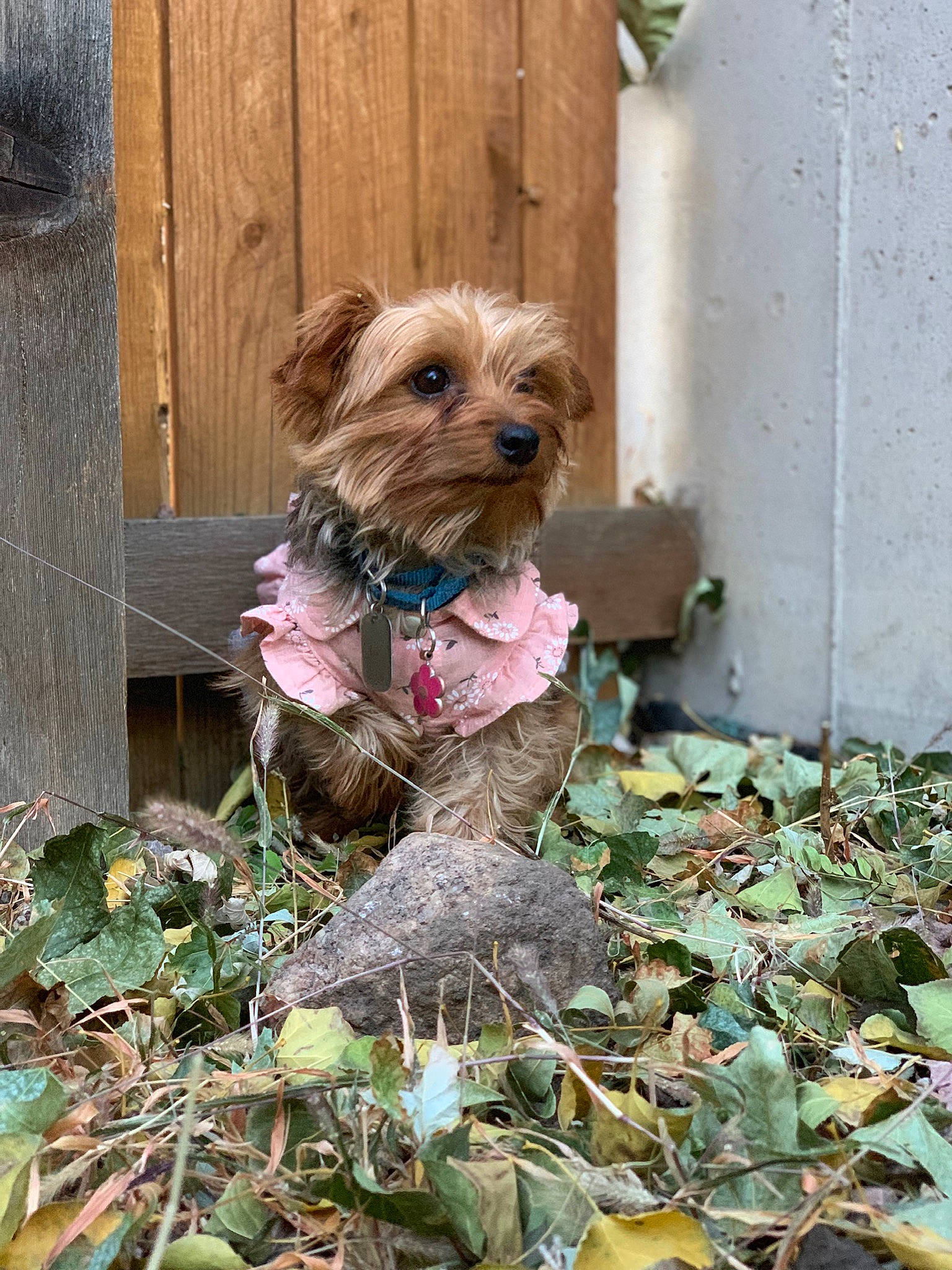 Lexi Rose is registered to the contest to win money with this photo: bosnian_coarse_haired_hound, canidae, carnivore, dog, dog_breed, dutch_smoushond, mammal, morkie, norfolk_terrier, norwich_terrier, puppy, rare_breed_dog, schnoodle, small_terrier, sporting_lucas_terrier, terrier, toy_dog, vertebrate, yorkipoo, yorkshire_terrier