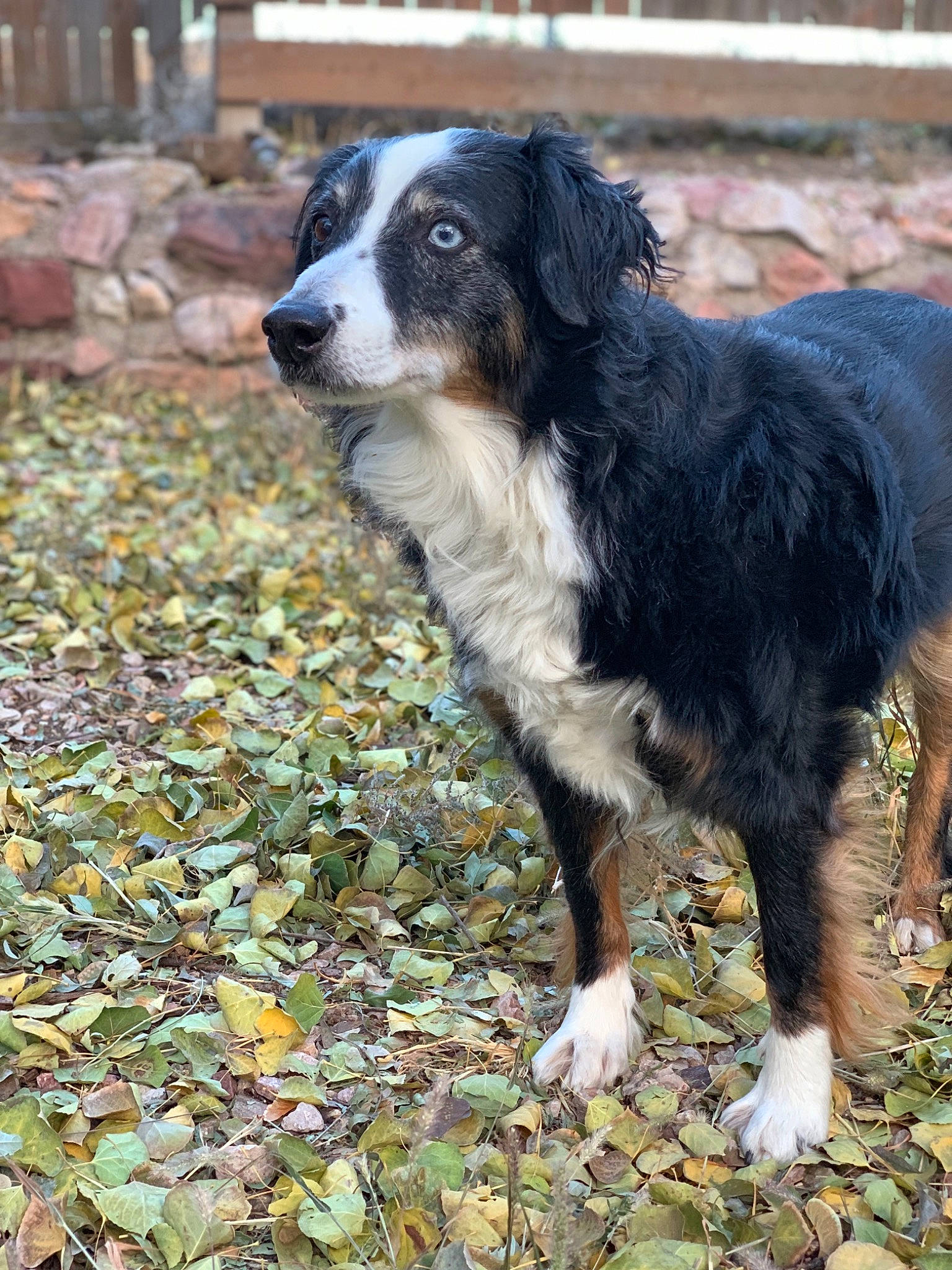 Addie is registered to the contest to win money with this photo: australian_collie, australian_shepherd, bernese_mountain_dog, canidae, carnivore, companion_dog, dog, dog_breed, english_shepherd, herding_dog, mammal, miniature_australian_shepherd, rare_breed_dog, sporting_group, vertebrate, welsh_sheepdog, working_dog