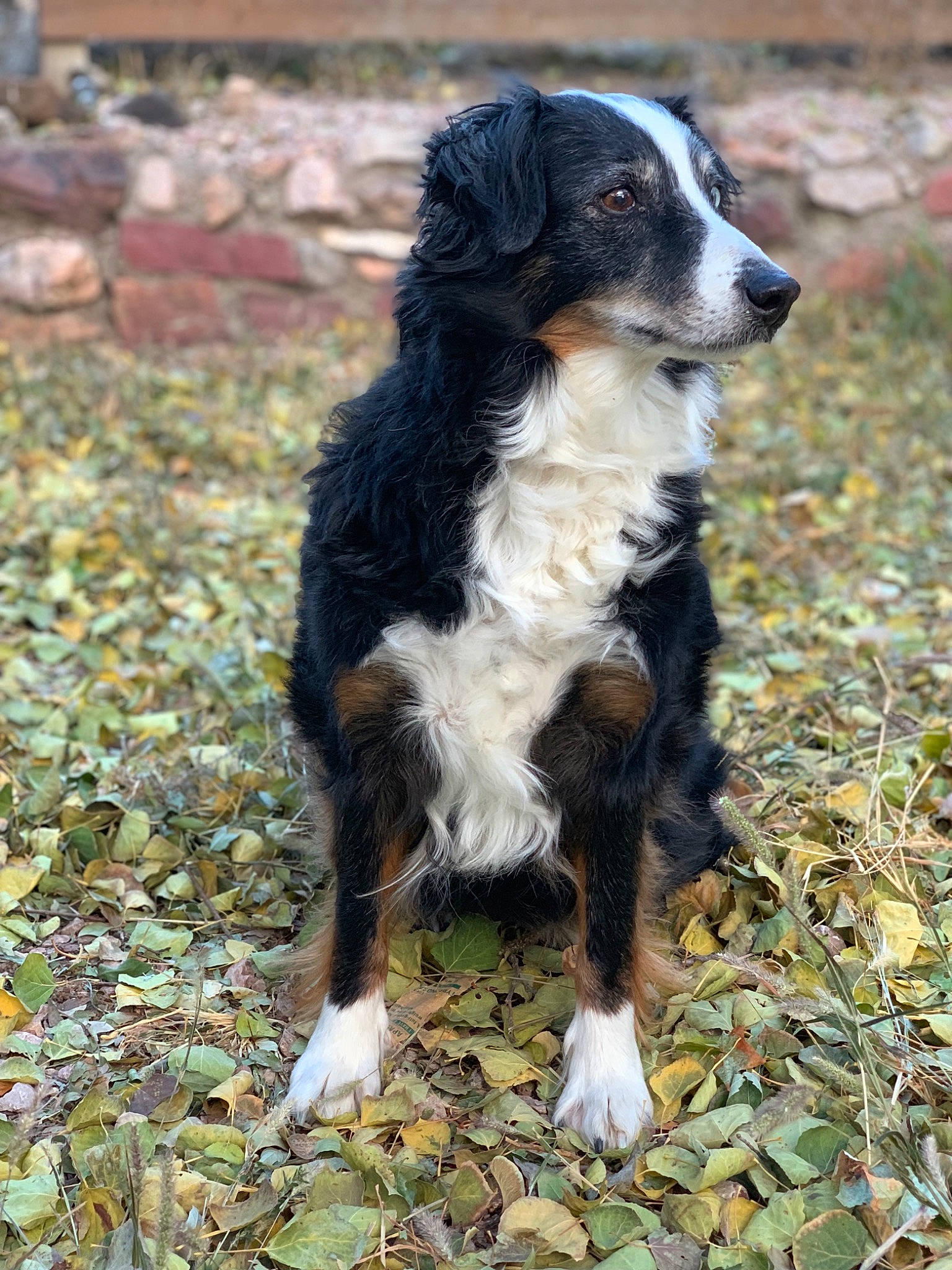 Addie joined the competition — help win amazing prizes! australian_collie, bernese_mountain_dog, canidae, carnivore, companion_dog, dog, dog_breed, english_shepherd, mammal, rare_breed_dog, sporting_group, vertebrate, welsh_sheepdog, working_dog
