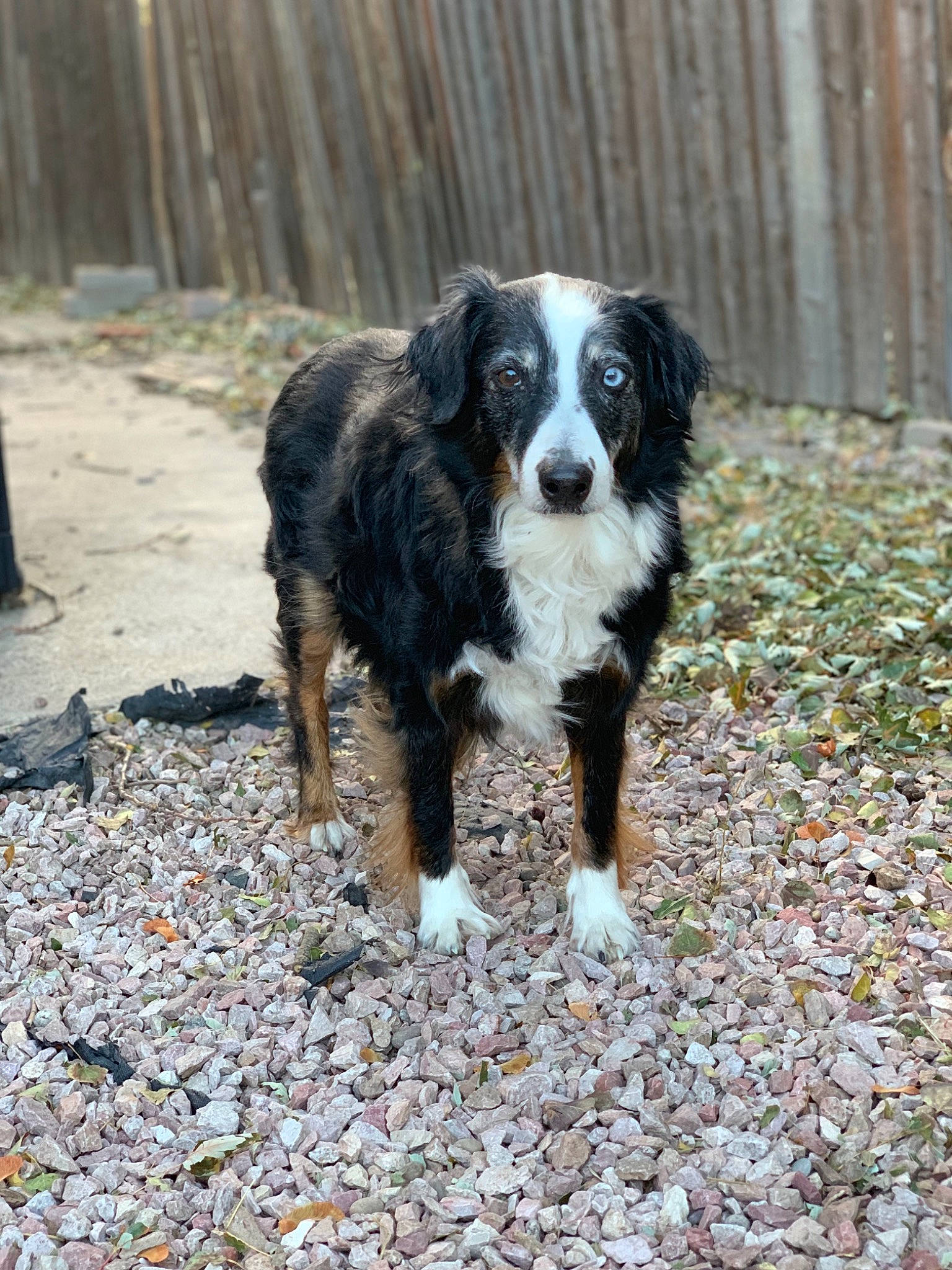 Addie joined the competition — help win amazing prizes! australian_collie, australian_shepherd, border_collie, canidae, carnivore, companion_dog, dog, dog_breed, english_shepherd, herding_dog, mammal, mcnab, rare_breed_dog, sporting_group, texas_heeler, vertebrate, welsh_sheepdog, working_dog