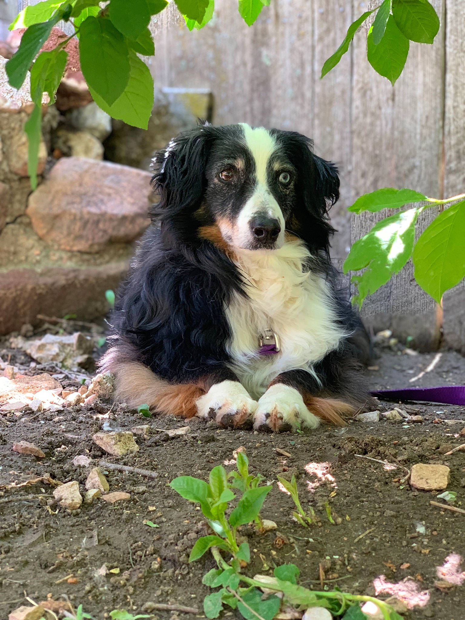 Addie is registered to the contest to win money with this photo: australian_collie, australian_shepherd, bernese_mountain_dog, canidae, carnivore, companion_dog, dog, dog_breed, english_shepherd, mammal, miniature_australian_shepherd, puppy, rare_breed_dog, sporting_group, vertebrate