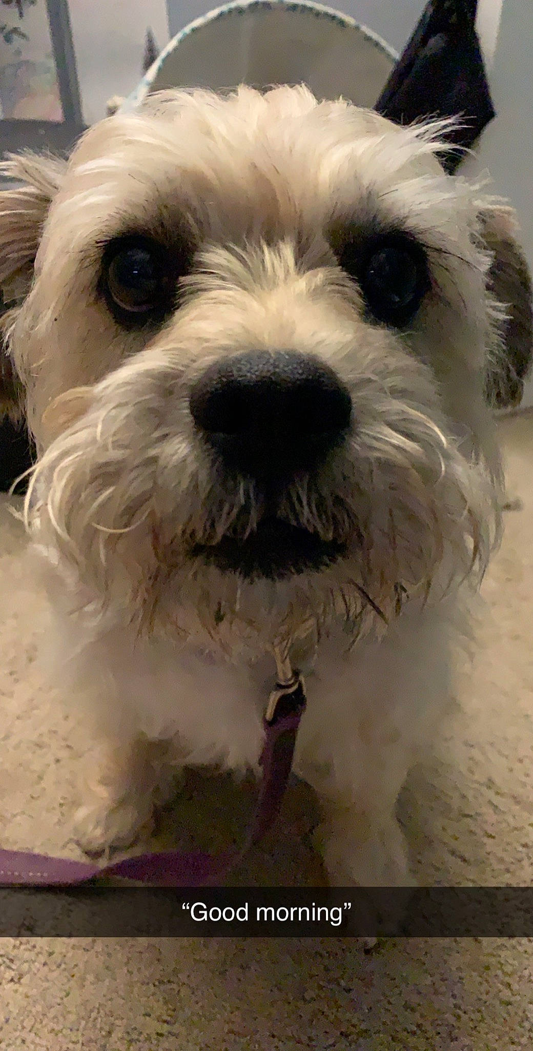 Benji joined the competition — help win amazing prizes! bolonka, canidae, carnivore, companion_dog, dog, dog_breed, havanese, kyi_leo, lowchen, maltepoo, maltese, mammal, morkie, puppy, schnoodle, sealyham_terrier, shih_tzu, snout, vertebrate, west_highland_white_terrier