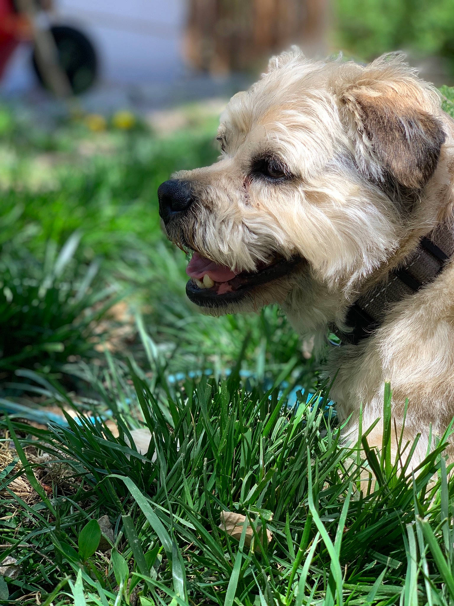 Benji is registered to the contest to win money with this photo: cairn_terrier, canidae, carnivore, companion_dog, dog, dog_breed, dutch_smoushond, glen_of_imaal_terrier, grass, havanese, mammal, morkie, norfolk_terrier, puppy, schnoodle, small_terrier, snout, sporting_lucas_terrier, terrier, vertebrate