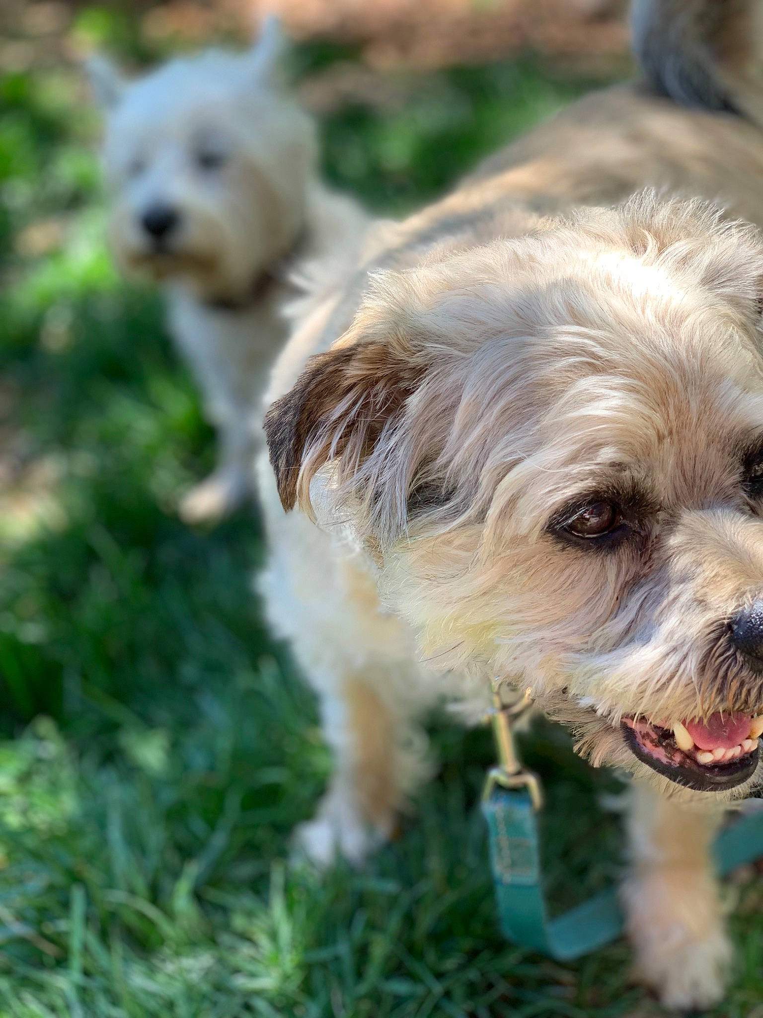 Benji joined the competition — help win amazing prizes! cairn_terrier, canidae, carnivore, companion_dog, dog, dog_breed, dutch_smoushond, glen_of_imaal_terrier, havanese, lhasa_apso, maltepoo, maltese, mammal, morkie, puppy, rare_breed_dog, sporting_lucas_terrier, terrier, vertebrate, west_highland_white_terrier