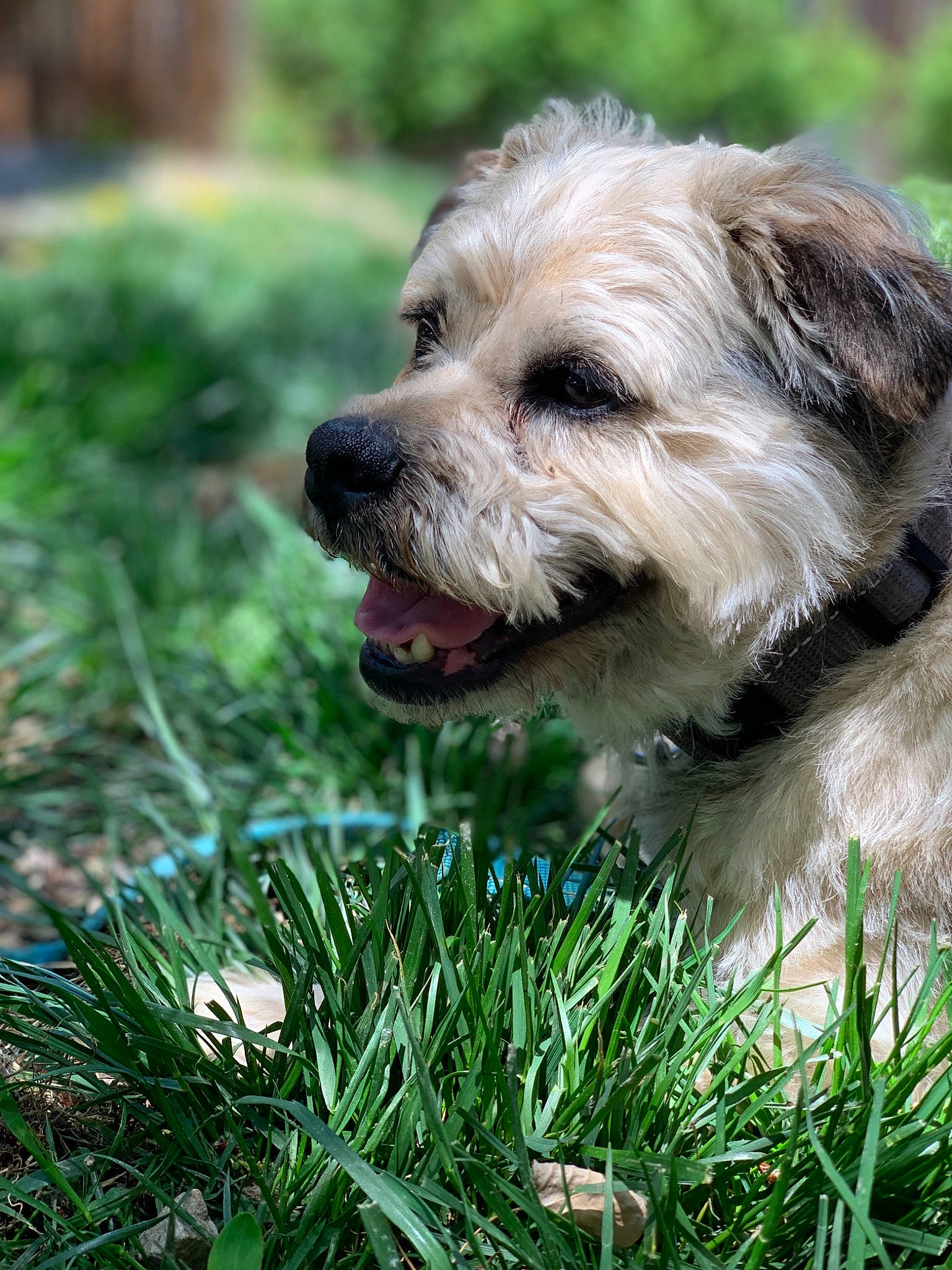 Benji is registered to the contest to win money with this photo: canidae, carnivore, companion_dog, dog, dog_breed, dutch_smoushond, glen_of_imaal_terrier, grass, havanese, mammal, morkie, norfolk_terrier, norwich_terrier, puppy, schnoodle, small_terrier, snout, sporting_lucas_terrier, terrier, vertebrate
