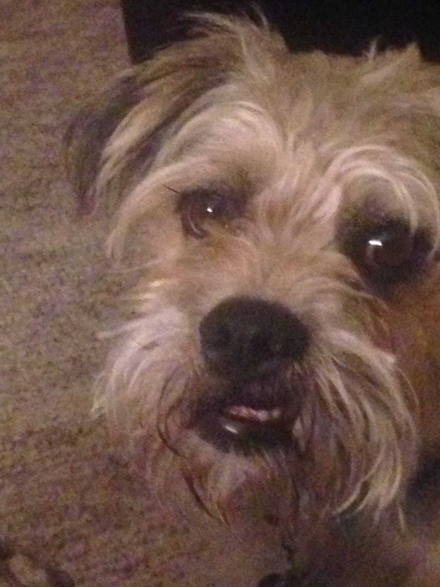 Benji joined the competition — help win amazing prizes! canidae, carnivore, companion_dog, dog, dog_breed, dutch_smoushond, glen_of_imaal_terrier, irish_soft_coated_wheaten_terrier, mammal, miniature_schnauzer, morkie, norfolk_terrier, puppy, rare_breed_dog, schnoodle, small_terrier, snout, terrier, vertebrate, yorkshire_terrier