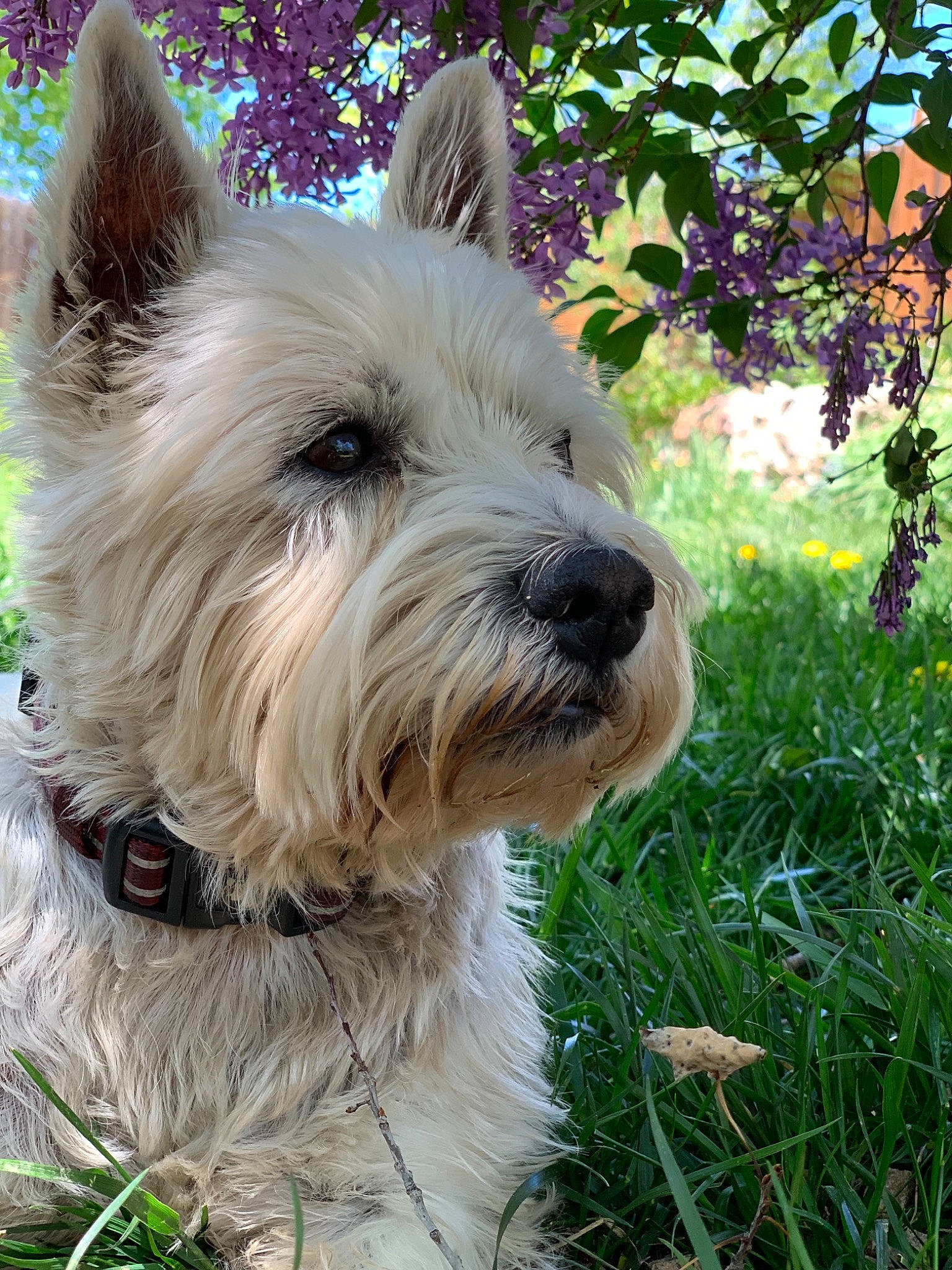 Maggie joined the competition — help win amazing prizes! australian_terrier, biewer_terrier, cairn_terrier, canidae, carnivore, companion_dog, dog, dog_breed, glen_of_imaal_terrier, mammal, norwich_terrier, rare_breed_dog, scottish_terrier, small_terrier, snout, sporting_lucas_terrier, terrier, vertebrate, west_highland_white_terrier