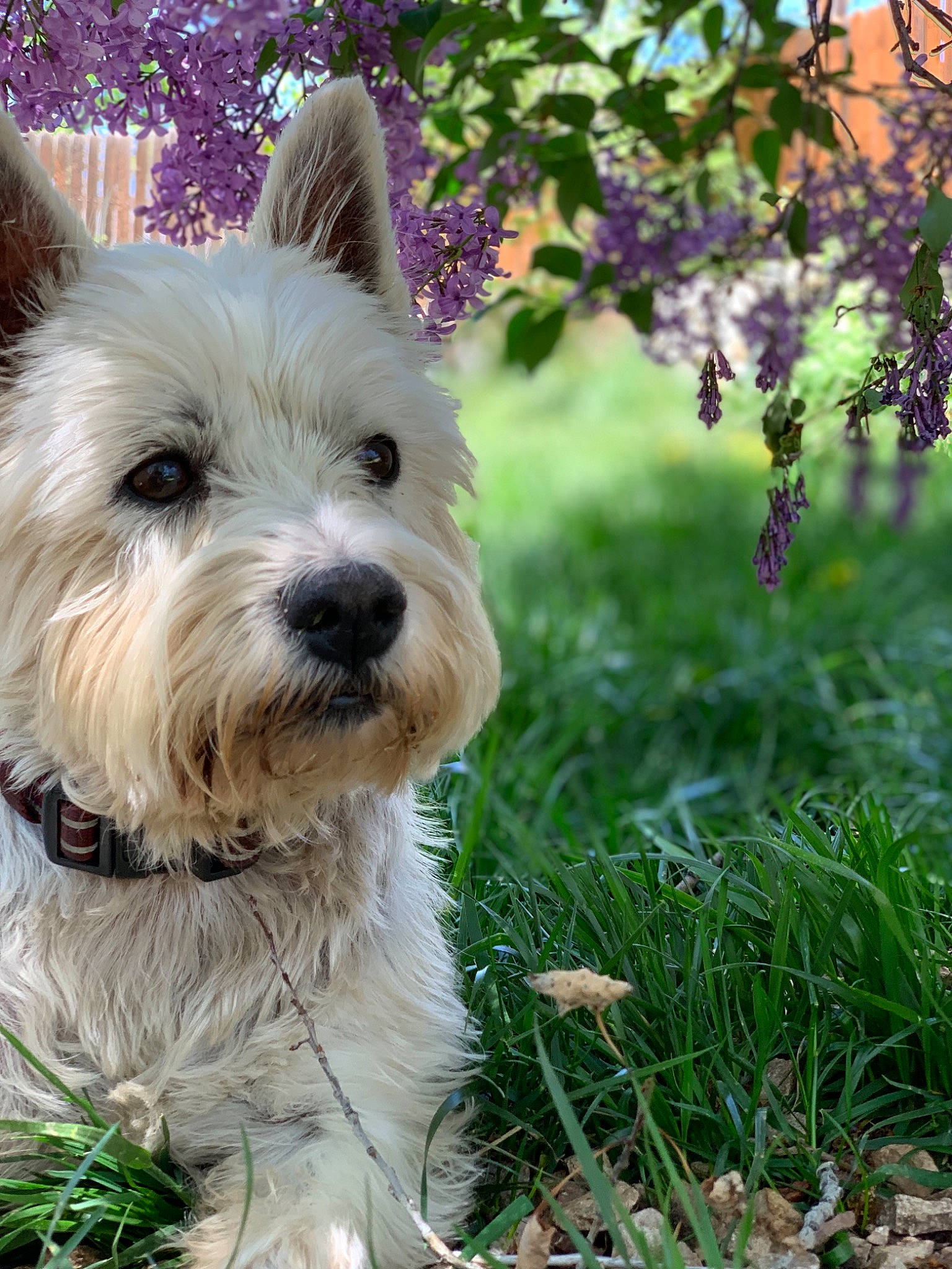 Maggie is registered to the contest to win money with this photo: biewer_terrier, cairn_terrier, canidae, carnivore, companion_dog, dog, dog_breed, glen_of_imaal_terrier, grass, mammal, norwich_terrier, plant, puppy, rare_breed_dog, small_terrier, sporting_lucas_terrier, terrier, vertebrate, west_highland_white_terrier