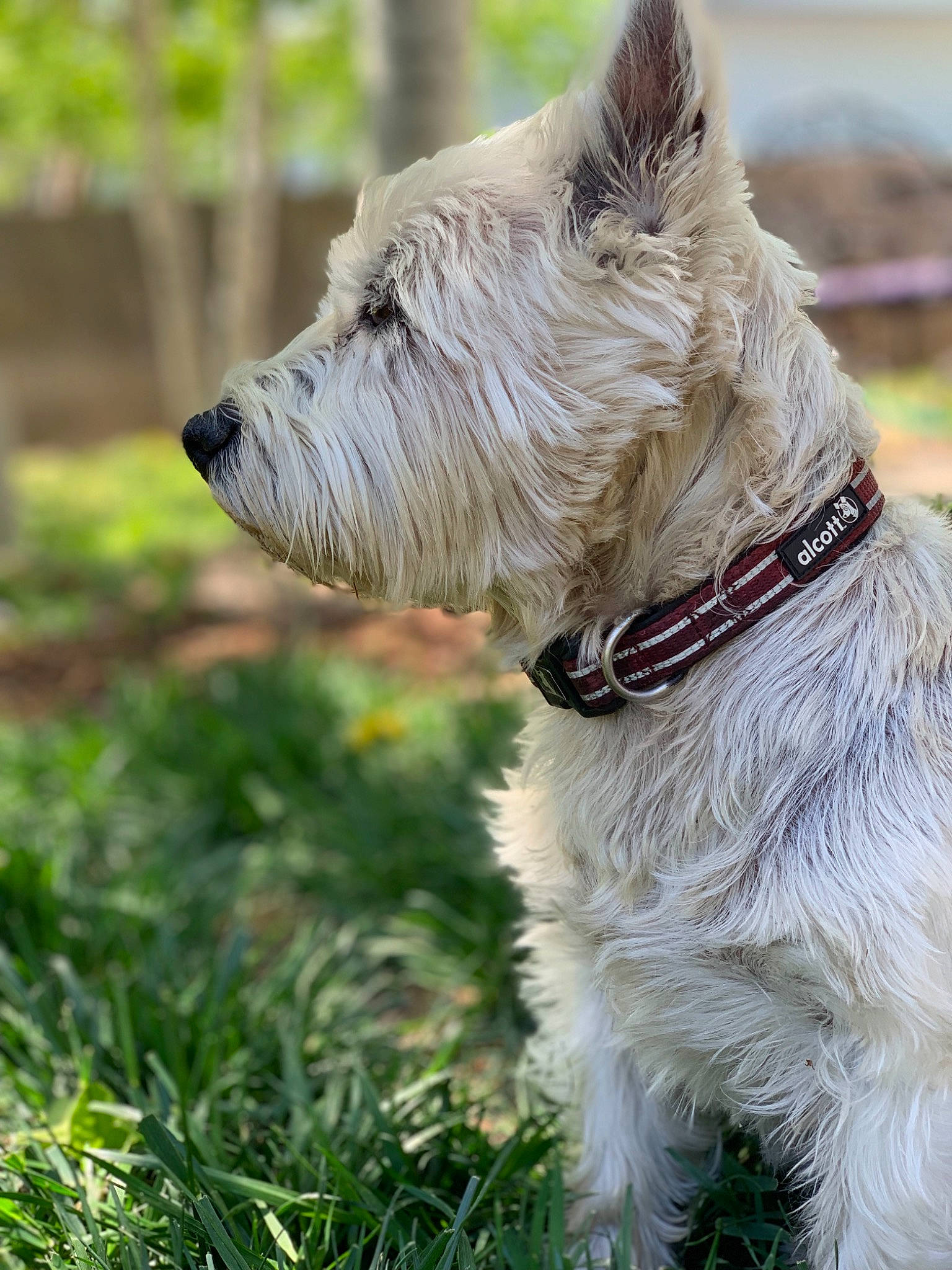 Maggie joined the competition — help win amazing prizes! berger_picard, bouvier_des_ardennes, cairn_terrier, canidae, carnivore, companion_dog, dog, dog_breed, dog_collar, glen_of_imaal_terrier, grass, mammal, rare_breed_dog, scottish_terrier, small_terrier, snout, sporting_lucas_terrier, terrier, vertebrate, west_highland_white_terrier