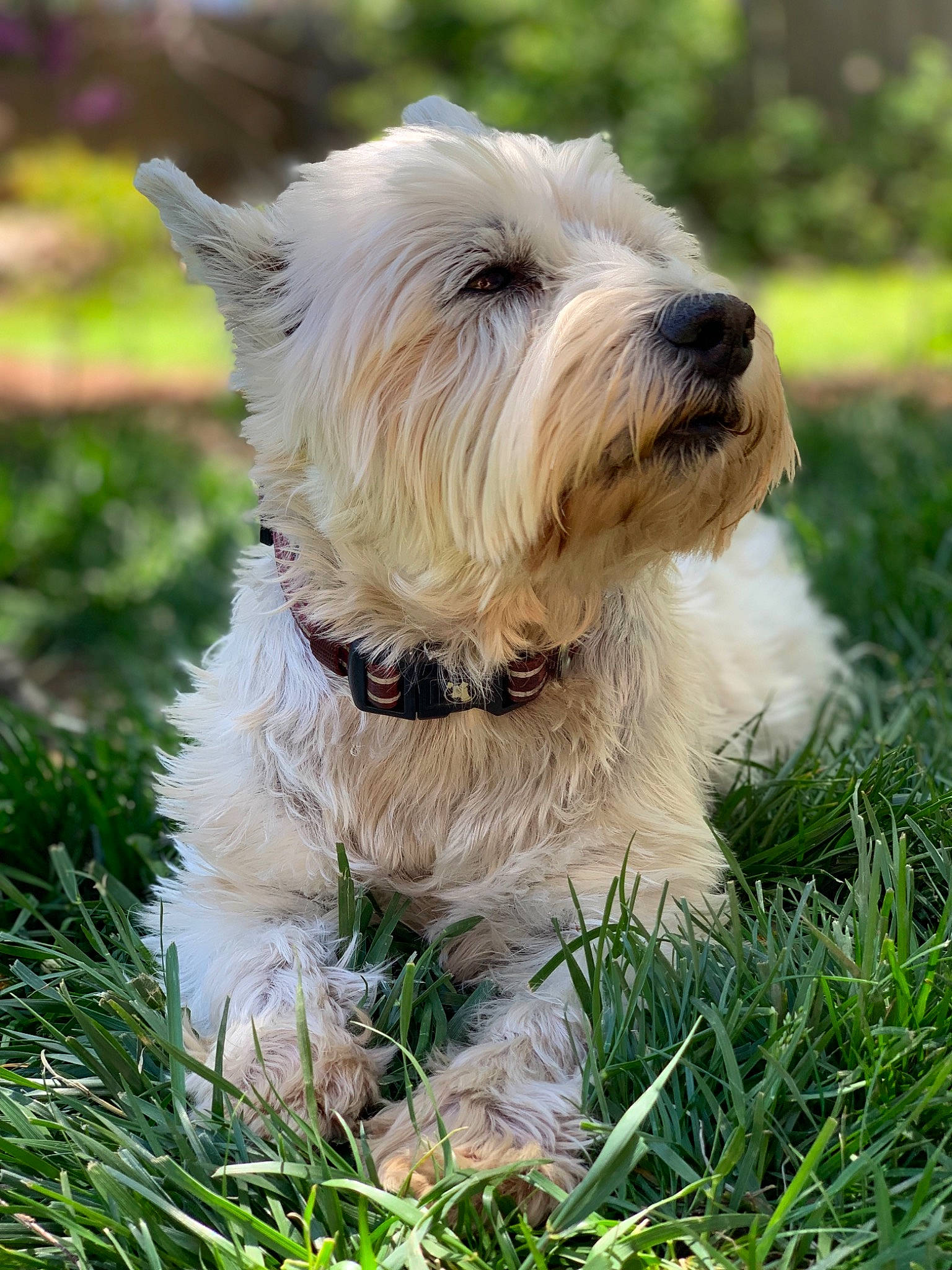 Maggie joined the competition — help win amazing prizes! briquet_griffon_vendeen, canidae, carnivore, companion_dog, dog, dog_breed, glen_of_imaal_terrier, grass, havanese, mammal, petit_basset_griffon_vendeen, rare_breed_dog, sealyham_terrier, small_terrier, sporting_group, sporting_lucas_terrier, terrier, tibetan_terrier, vertebrate, west_highland_white_terrier