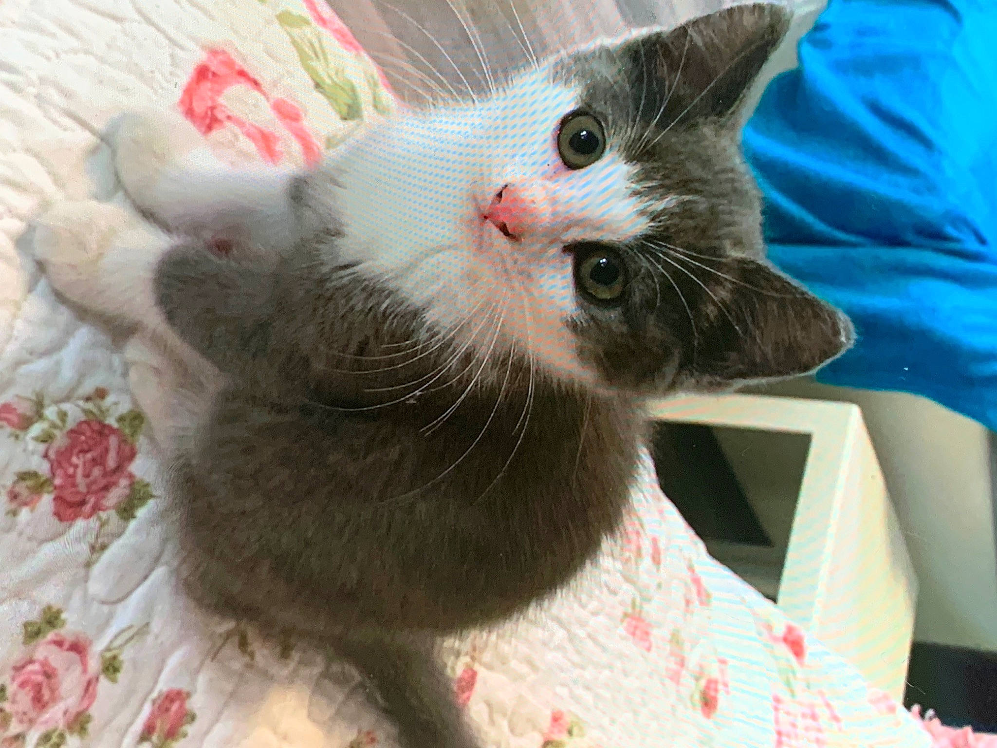 Sundy a rejoint le concours — aidez-le/la à gagner de superbes lots ! carnivore, cat, cat_supply, claw, collar, comfort, domestic_short_haired_cat, felidae, fur, paw, pet_supply, small_to_medium_sized_cats, snout, tail, whiskers