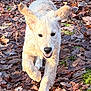 dog, puppy, golden_retriever, running, autumn, leaves, outdoor, nature, playful, happy, ears_flapping, grass, forest_floor, sunlight, pet, mammal, animal, canine, fall, energetic