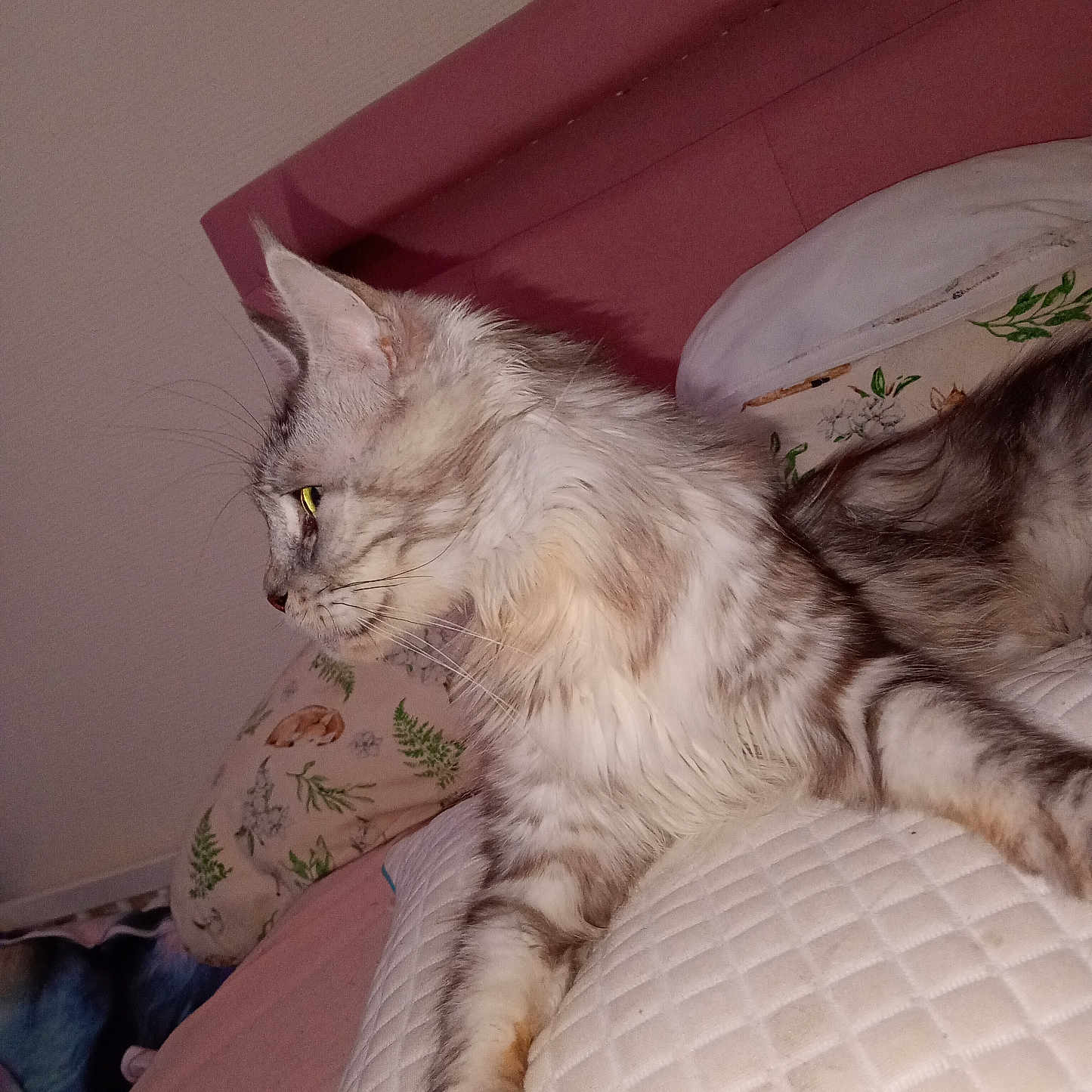 Toundra