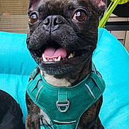 Emmitt is registered to the contest to win money with this photo: dog, french_bulldog, brindle, harness, turquoise, cushion, outdoor, plant, greenery, ears, tongue, happy, pet, animal, sitting, closeup, canine, smiling, fur, face