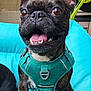 dog, french_bulldog, brindle, harness, turquoise, cushion, outdoor, plant, greenery, ears, tongue, happy, pet, animal, sitting, closeup, canine, smiling, fur, face