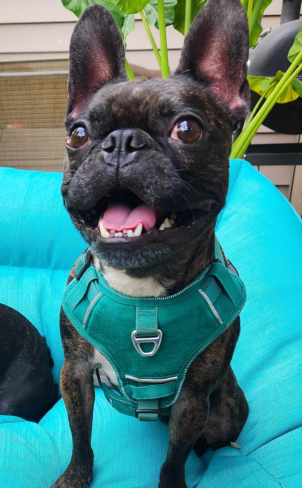 Emmitt