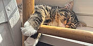Nemo a rejoint le concours — aidez-le/la à gagner de superbes lots ! animal, cat, closeup, comfort, cozy, domestic_cat, feline, fur, indoor, napping, paws, pet, relaxed, resting, sleeping, sunlight, tabby, whiskers, window, wooden_rail