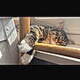 animal, cat, closeup, comfort, cozy, domestic_cat, feline, fur, indoor, napping, paws, pet, relaxed, resting, sleeping, sunlight, tabby, whiskers, window, wooden_rail