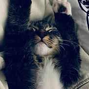 Nemo participe au concours pour gagner de l'argent avec cette photo : adorable, animal, blanket, cat, closed_eyes, cozy, cute, feline, fluffy, fur, indoor, kitten, paws, pet, relaxed, resting, sleeping, soft, tabby, whiskers