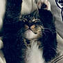 adorable, animal, blanket, cat, closed_eyes, cozy, cute, feline, fluffy, fur, indoor, kitten, paws, pet, relaxed, resting, sleeping, soft, tabby, whiskers