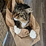 Nemo a rejoint le concours — aidez-le/la à gagner de superbes lots ! animal, brick_wall, cat, close_up, curious, cute, domestic_cat, ears, feline, fur, hand, holding, indoor, paper_bag, pet, pink_nails, tabby_cat, whiskers, white_paws, wooden_floor