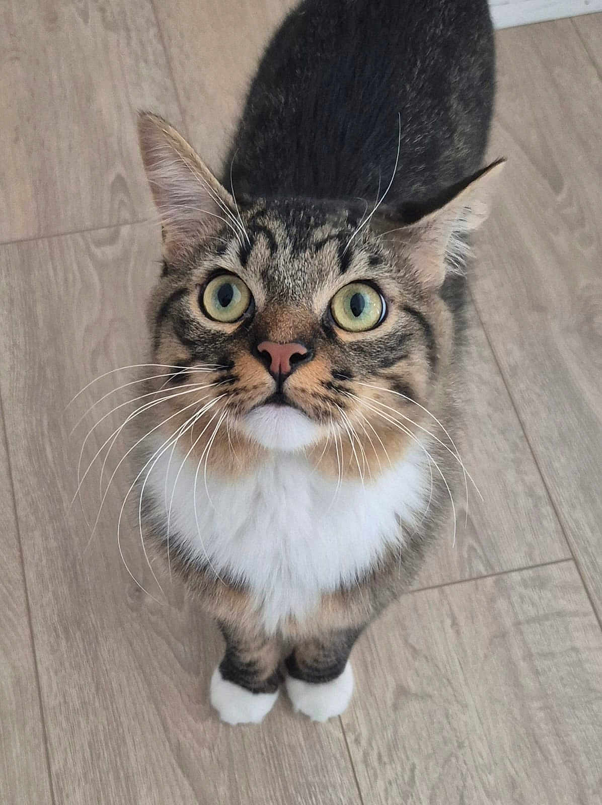 Nemo