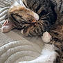 Nemo a rejoint le concours — aidez-le/la à gagner de superbes lots ! animal, bed, blanket, cat, close_up, cozy, curled_up, cute, feline, fur, indoor, paw, pet, pink_paw_pads, relaxed, resting, sleeping, soft, tabby, whiskers