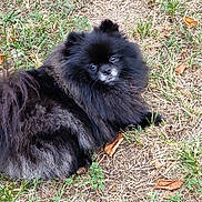 Tsuky participe au concours pour gagner de l'argent avec cette photo : animal, animal_portrait, black_dog, canine, curious, daylight, dog, fluffy, fur, grass, ground, laying_down, leaf, looking, mammal, nature, outdoor, pet, resting, small_dog