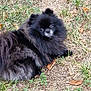 animal, animal_portrait, black_dog, canine, curious, daylight, dog, fluffy, fur, grass, ground, laying_down, leaf, looking, mammal, nature, outdoor, pet, resting, small_dog