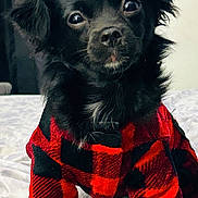 Nala joined the competition — help win amazing prizes! adorable, animal, bed, black_dog, canine, checkered_pattern, clothing, curious, cute, dog, domestic_animal, four_legs, fur, furry, indoors, looking_at_camera, pet, portrait, red_jacket, small_dog