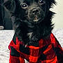 adorable, animal, bed, black_dog, canine, checkered_pattern, clothing, curious, cute, dog, domestic_animal, four_legs, fur, furry, indoors, looking_at_camera, pet, portrait, red_jacket, small_dog