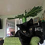 Par is registered to the contest to win money with this photo: cat, black_cat, pet, indoor, cat_tree, furniture, plant, living_room, curious, relaxed, animal, domestic_animal, whiskers, eye_contact, home, cozy, leisure, paw, fur, mammal