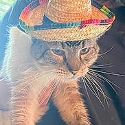 Par joined the competition — help win amazing prizes! cat, sombrero, hat, animal, pet, fur, whiskers, indoor, human, person, holding, face, eyes, ears, closeup, portrait, light, shadow, window, blinds