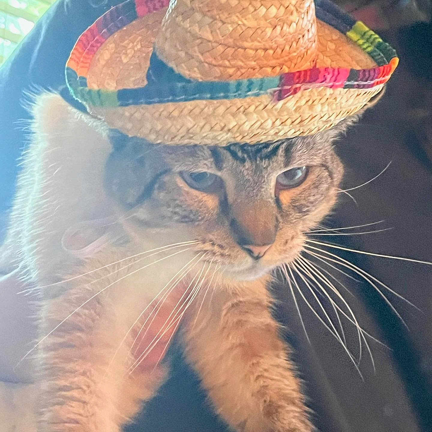 Par joined the competition — help win amazing prizes! animal, blinds, cat, closeup, ears, eyes, face, fur, hat, holding, human, indoor, light, person, pet, portrait, shadow, sombrero, whiskers, window