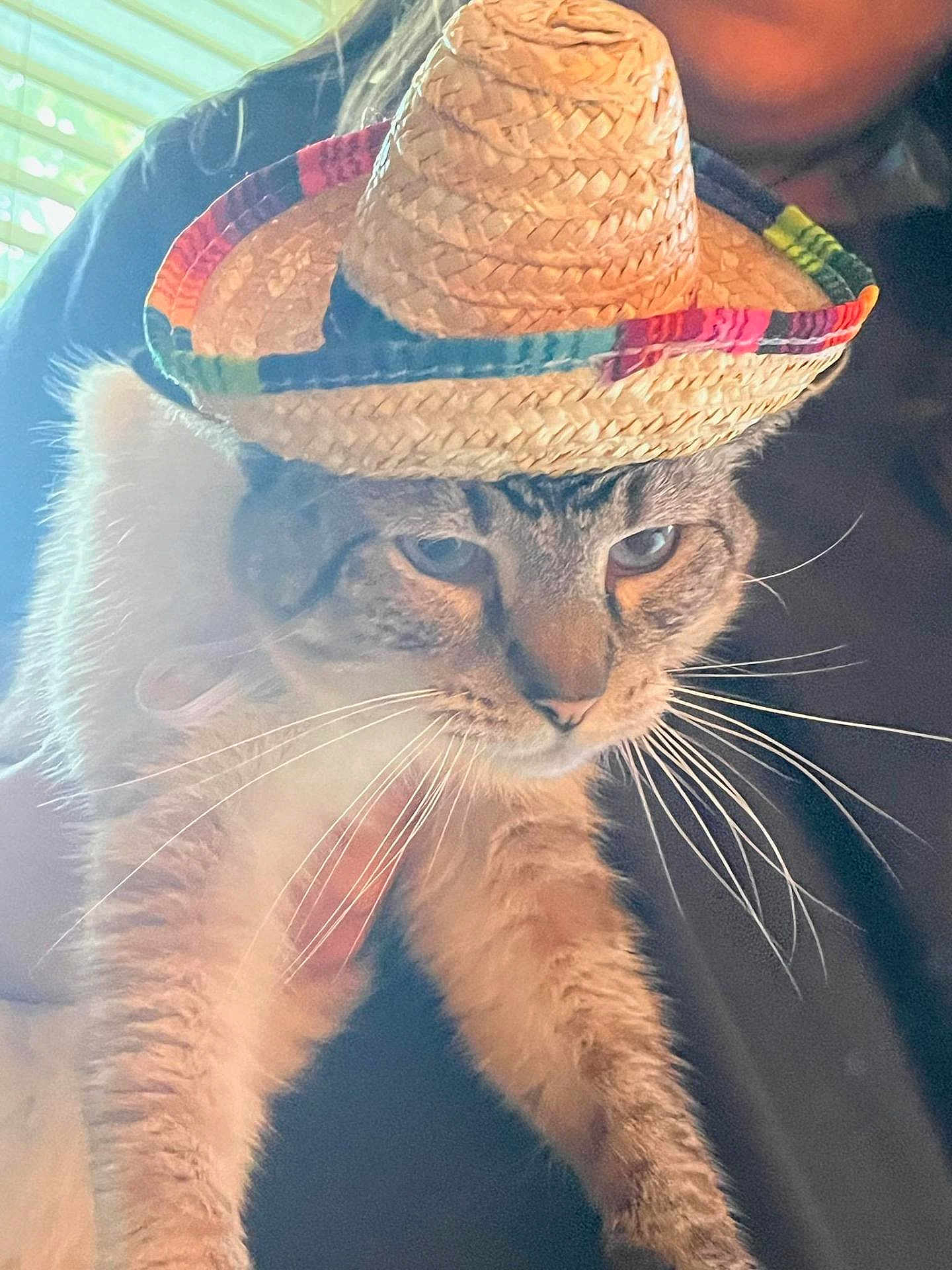 Par joined the competition — help win amazing prizes! cat, sombrero, hat, animal, pet, fur, whiskers, indoor, human, person, holding, face, eyes, ears, closeup, portrait, light, shadow, window, blinds