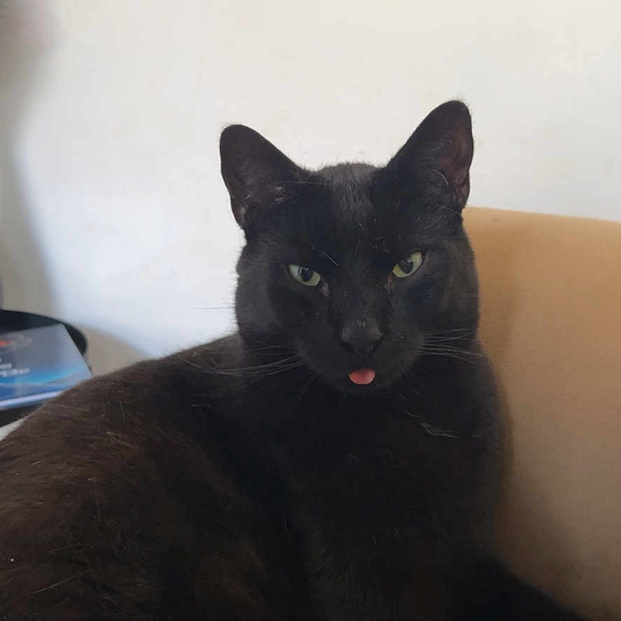 Zulu is registered to the contest to win money with this photo: animal, black_cat, cat, close_up, cute, domestic_animal, ears, face, feline, fur, green_eyes, indoor, mammal, pet, portrait, relaxed, resting, sitting, tongue_out, whiskers