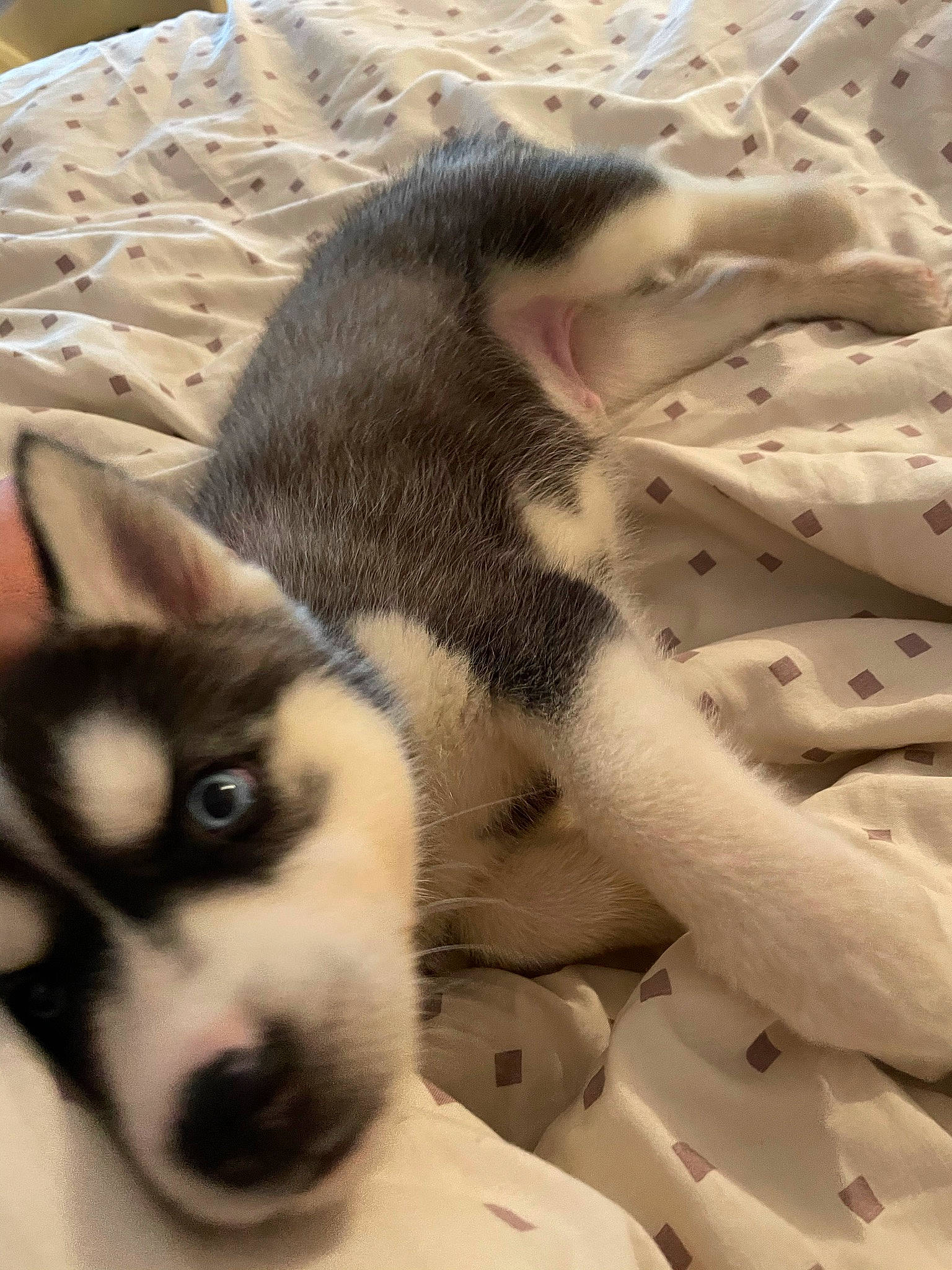 Supra a rejoint le concours — aidez-le/la à gagner de superbes lots ! canidae, carnivore, comfort, companion_dog, dog, dog_breed, domestic_short_haired_cat, fawn, felidae, fur, paw, siberian_husky, sled_dog, small_to_medium_sized_cats, snout, sporting_group, terrestrial_animal, whiskers, wildlife, working_dog