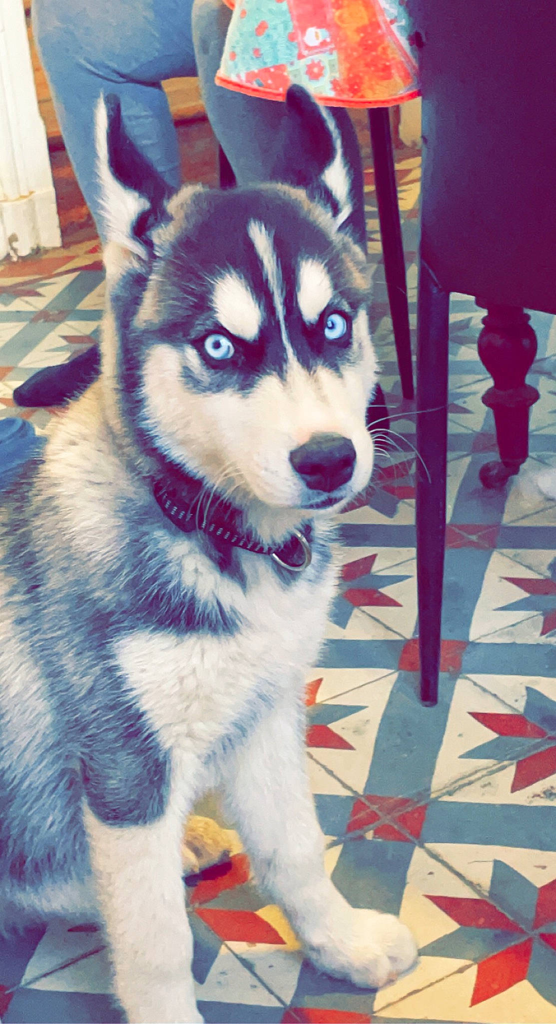 Supra a rejoint le concours — aidez-le/la à gagner de superbes lots ! ancient_dog_breeds, art, canidae, canis, carnivore, chair, companion_dog, dog, dog_breed, flooring, fur, non_sporting_group, siberian_husky, sled_dog, snout, sporting_group, tail, terrestrial_animal, whiskers, working_dog