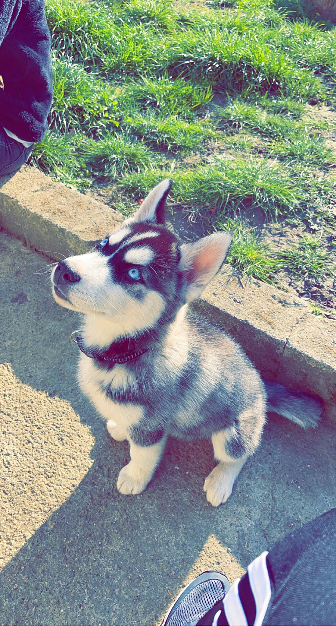 Supra a rejoint le concours — aidez-le/la à gagner de superbes lots ! canidae, canis, carnivore, companion_dog, dog, dog_breed, electric_blue, fawn, fur, grass, herding_dog, plant, snout, soil, sporting_group, tail, terrestrial_animal, whiskers, working_animal, working_dog