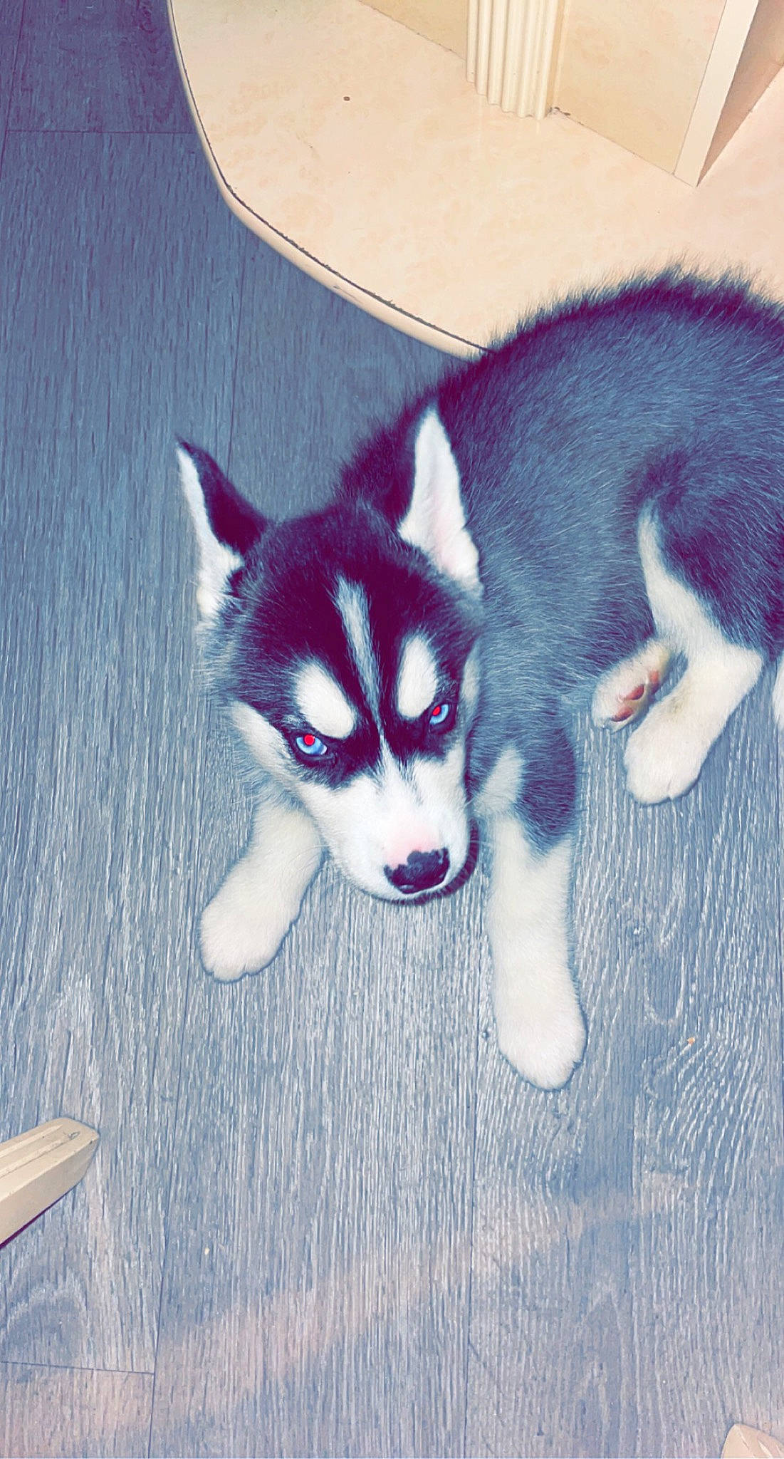 Supra a rejoint le concours — aidez-le/la à gagner de superbes lots ! ancient_dog_breeds, art, canidae, carnivore, companion_dog, dog, dog_breed, fur, non_sporting_group, siberian_husky, sled_dog, snout, sporting_group, tail, whiskers, working_animal, working_dog