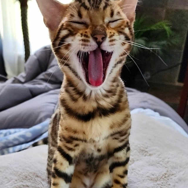 Vega is registered to the contest to win money with this photo: animal, beak, bodypart, cat, cushion, face, furniture, head, homedecor, indoors, kitten, mouth, ocelot, person, pet, photography, portrait, sleeping, teeth, tongue