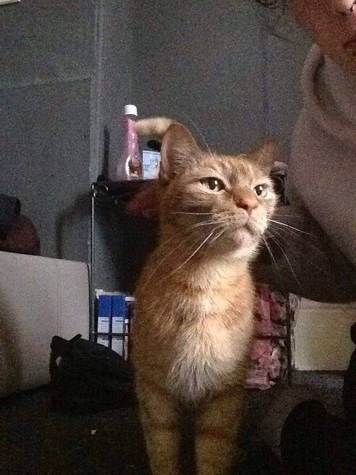 Tigger joined the competition — help win amazing prizes! cat, claw, comfort, domestic_short_haired_cat, fawn, felidae, fur, paw, small_to_medium_sized_cats, snout, tail, terrestrial_animal, whiskers