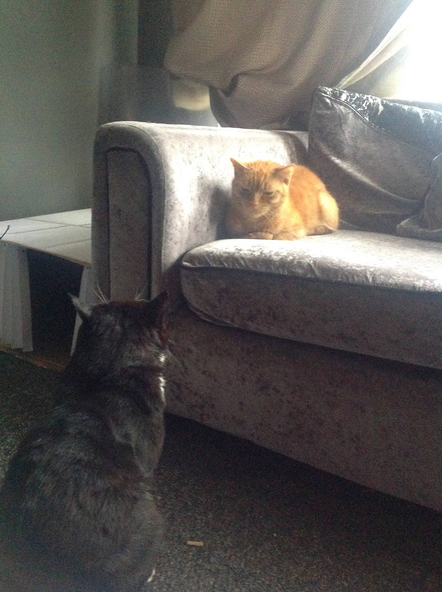 Tigger is registered to the contest to win money with this photo: carnivore, cat, cat_supply, comfort, couch, domestic_short_haired_cat, felidae, flooring, fur, grey, hardwood, living_room, mammal, plant, small_to_medium_sized_cats, tail, tints_and_shades, vertebrate, whiskers, wood