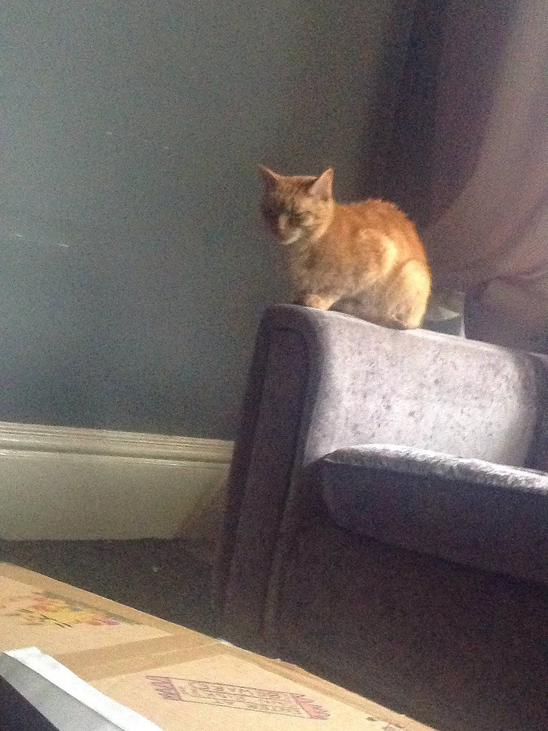 Tigger joined the competition — help win amazing prizes! carnivore, cat, comfort, domestic_short_haired_cat, door, fawn, felidae, flooring, fur, hardwood, human_leg, mammal, paw, small_to_medium_sized_cats, stairs, tail, tints_and_shades, whiskers, window, wood